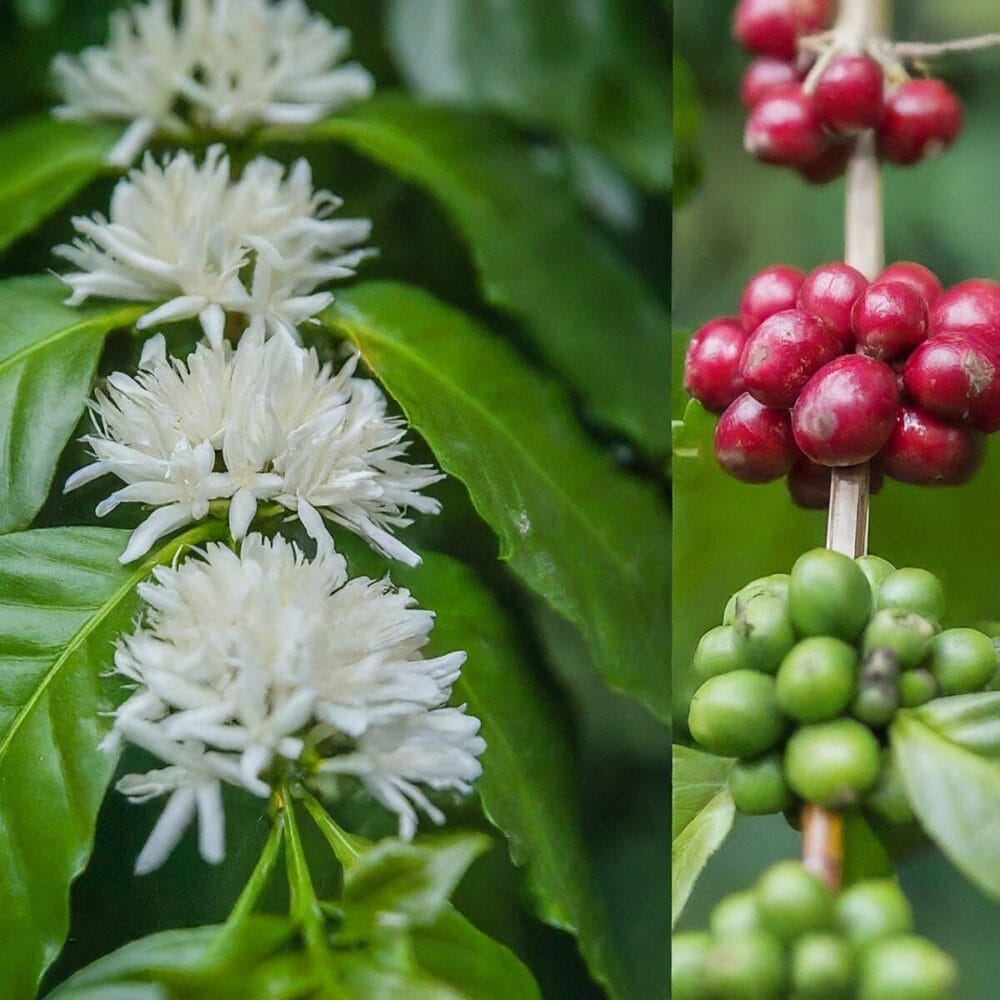 a coffee plant branch transitioning from flowers to green cherries to ripe red cherries