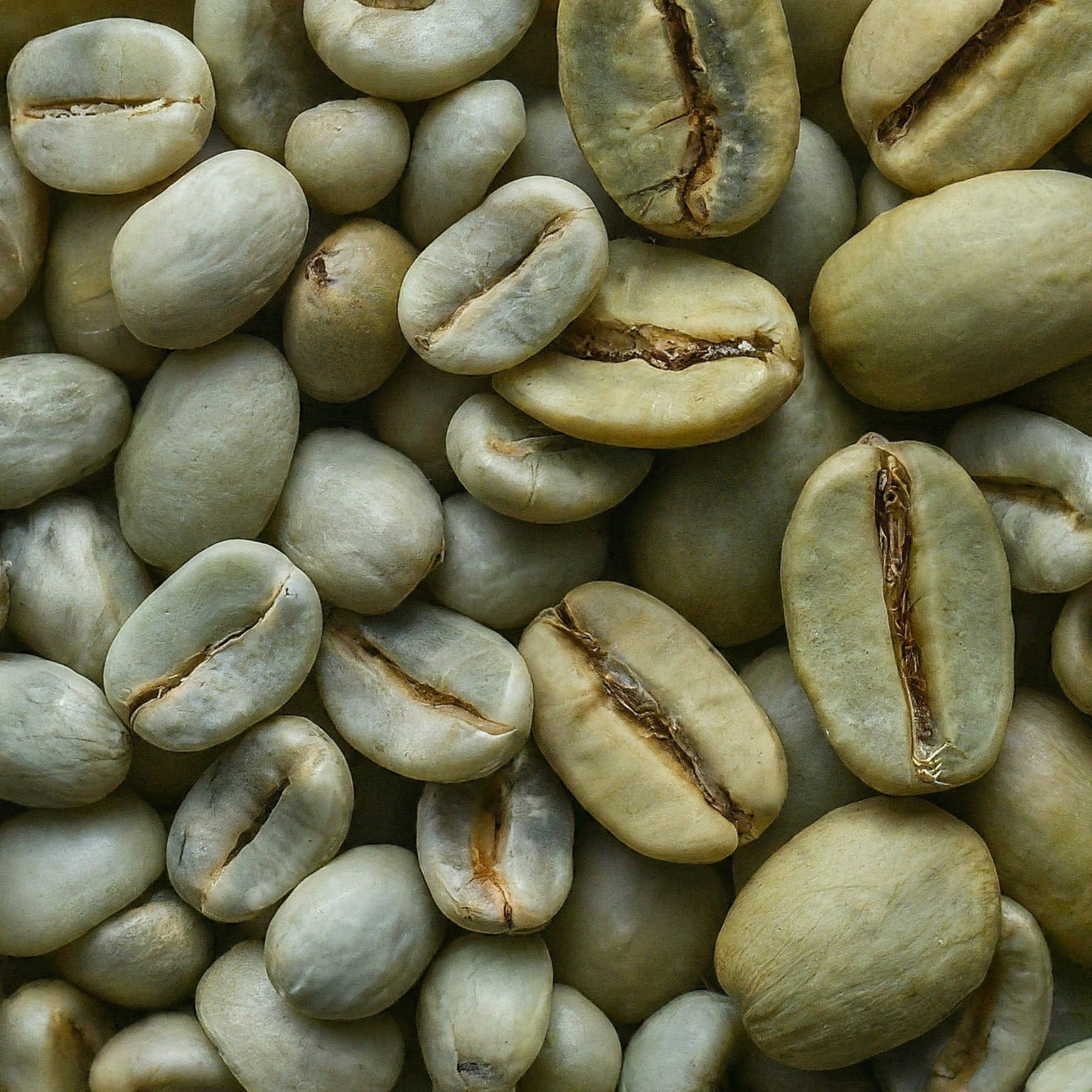 A close-up photo of unroasted (green) Arabica and Robusta beans side by side, highlighting their differences in shape and size