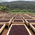 A photo showcasing coffee cherries drying on raised beds (natural process)